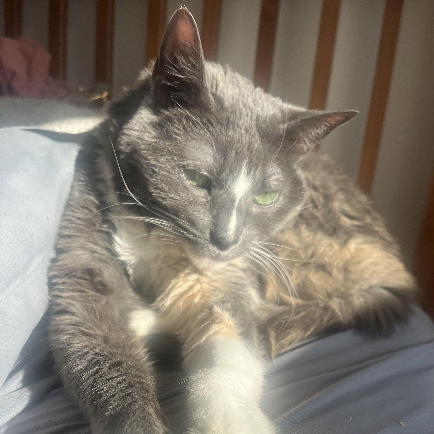 our dearly departed susie (we miss you)
