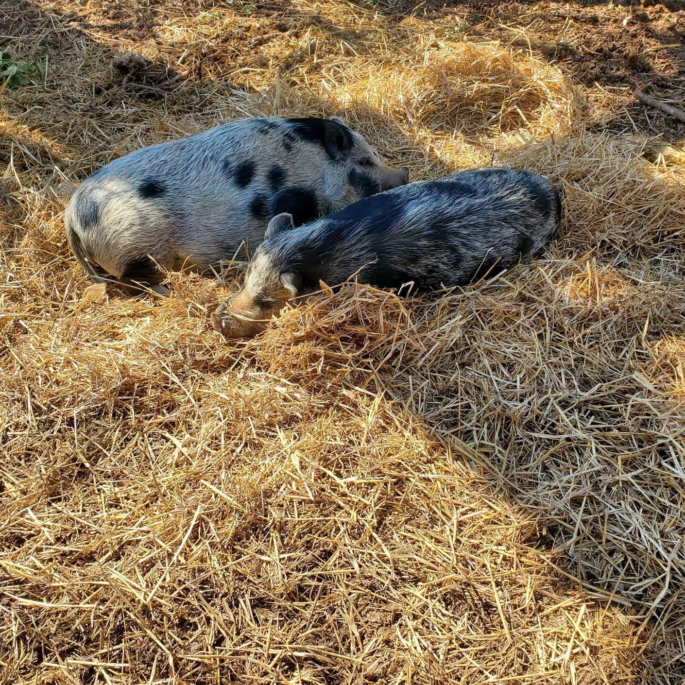 Our angelic piggies