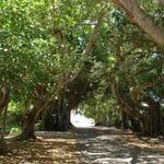 Banyan Street - Photo Opportunity