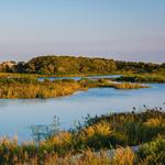 Cape May Bird Observatory