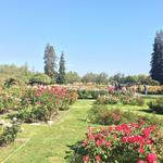 Municipal Rose Garden