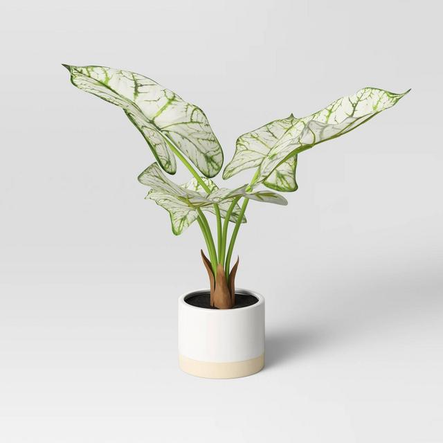Caladium in White Ceramic Pot - Threshold™