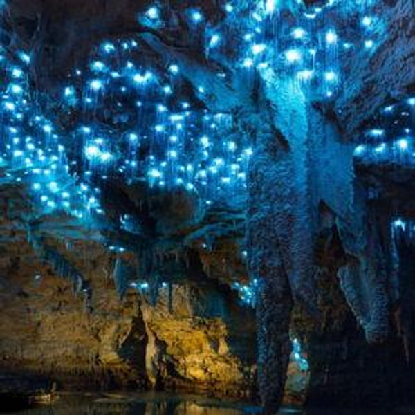 Hobbitown and Waitomo Cave Trip in New Zealand