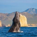 Whale Watching Zodiac Adventure