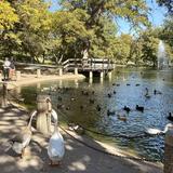Temecula Duck Pond