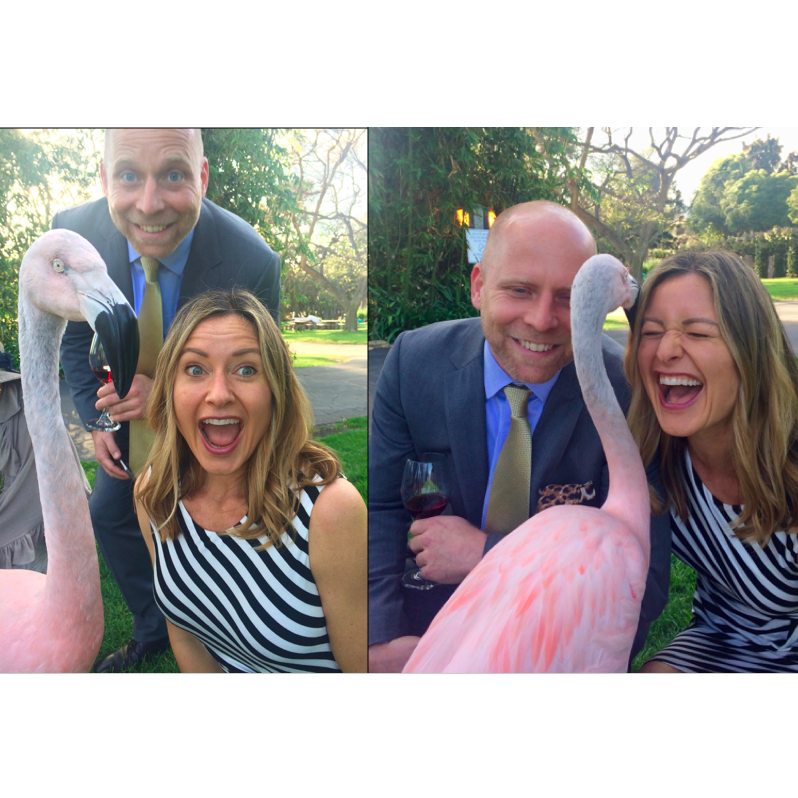 Flamingo love, Santa Barbara 2019