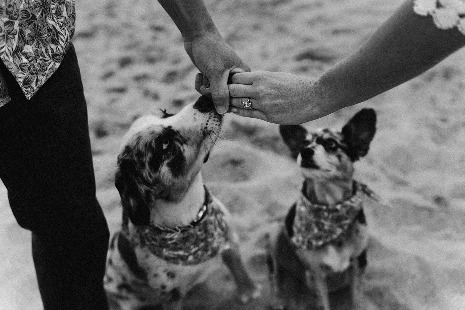 The Wedding Website of Cassidee Ranger and Cole Smith