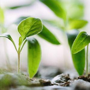 Grass and furniture fund