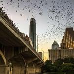 The Bats at Congress Avenue Bridge