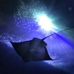 Manta Ray Dives of Hawaii