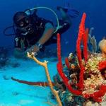 Scuba Diving & Deep Sea Fishing