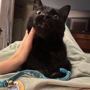 Toothless Treat Fund