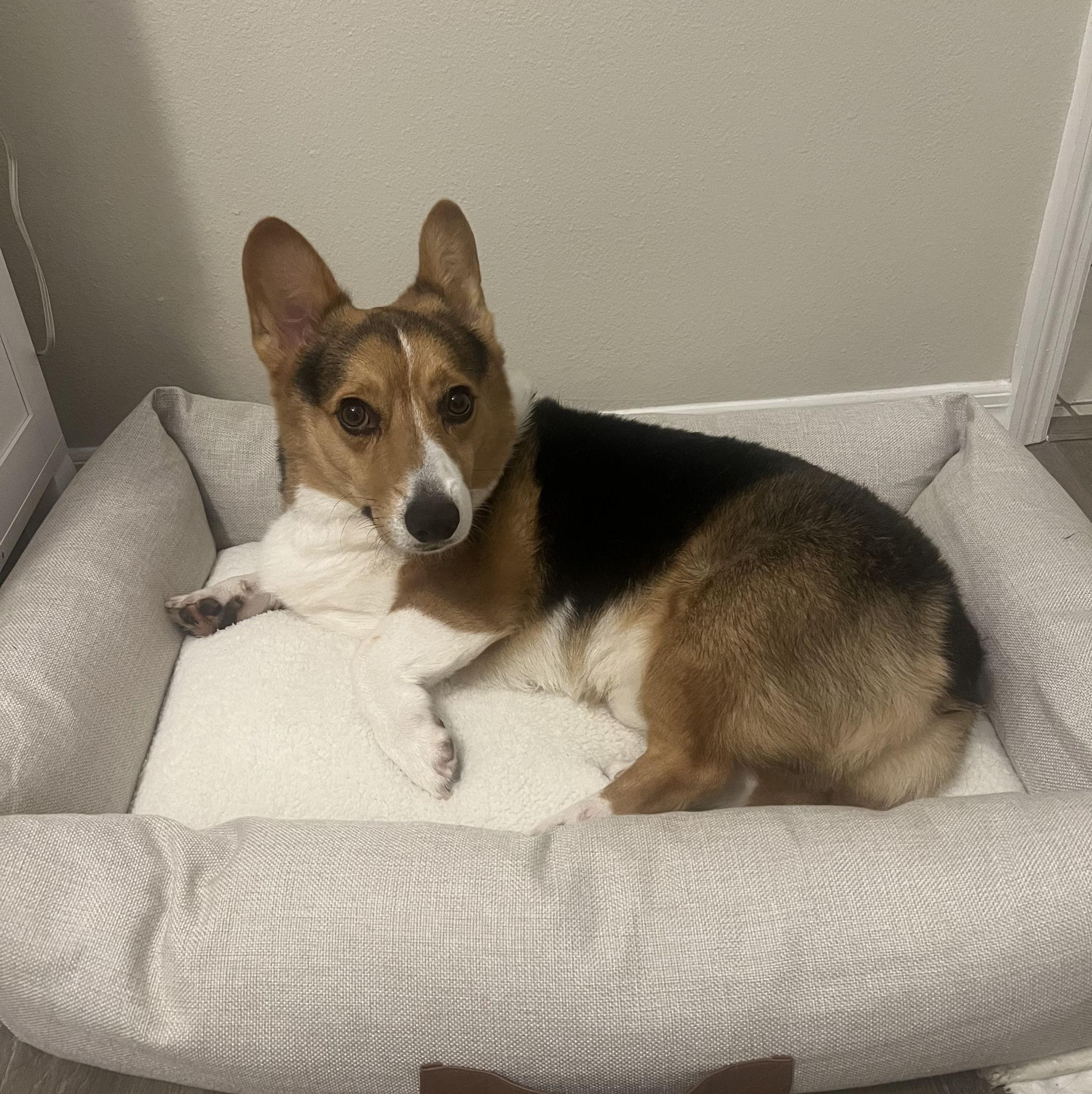 Our new fur baby Nugget