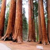 Trail of 100 Giants Trailheads