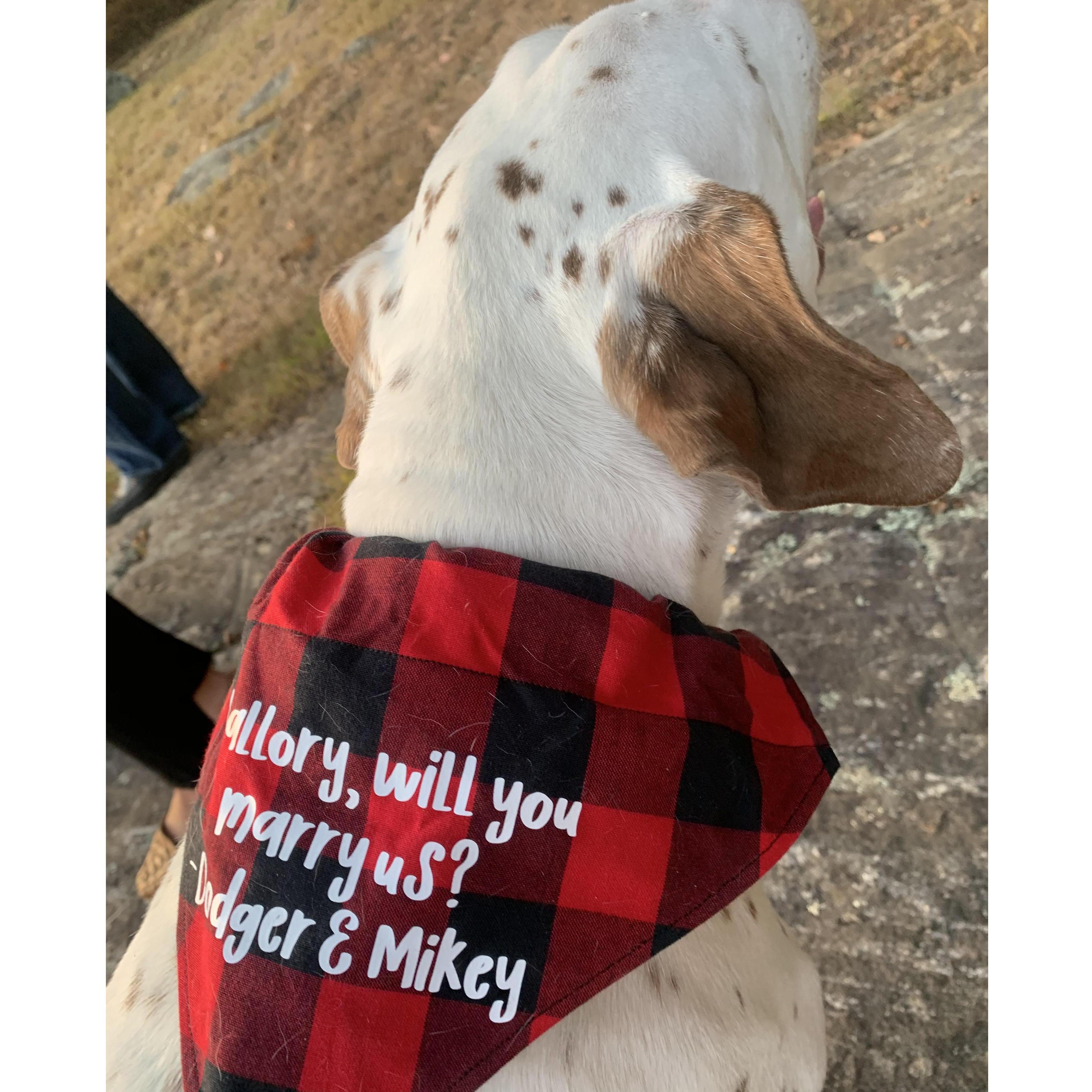 The real star of the show, Dodger Dog.