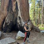 Mariposa Grove of Giant Sequoias