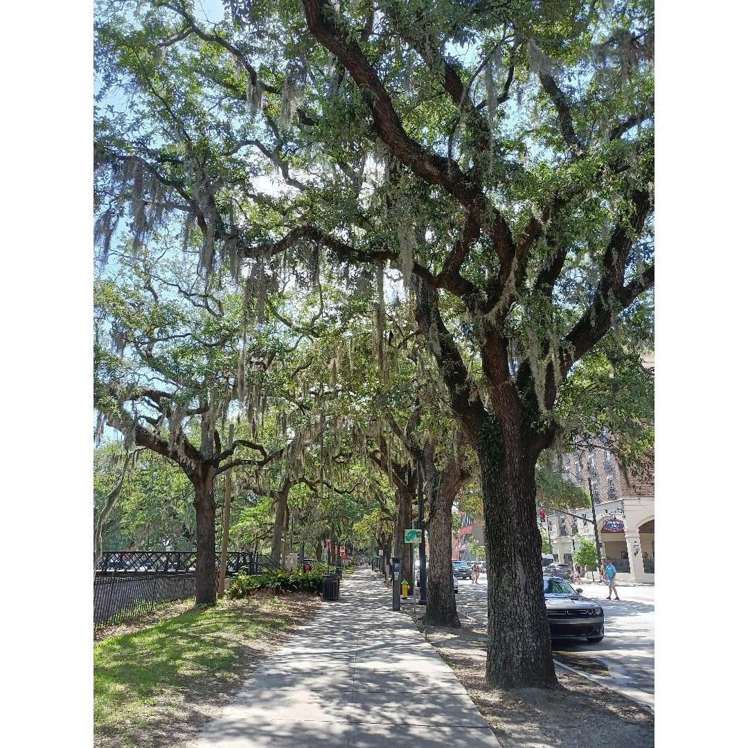 Walking Savannah is a beautiful experience.