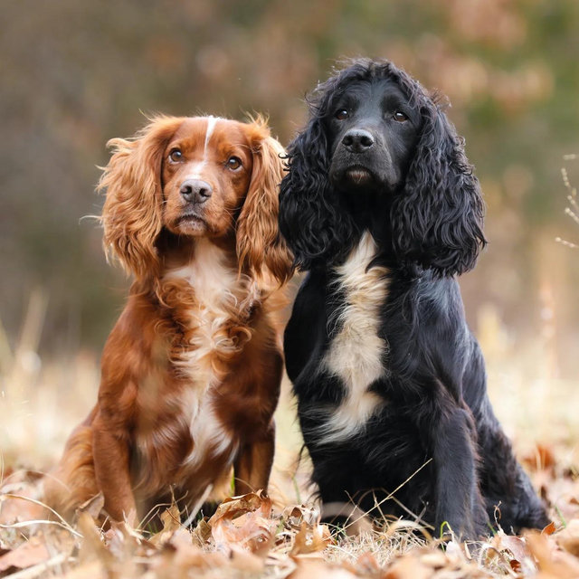 Puppy Fund