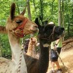 Smoky Mountain Llama Treks