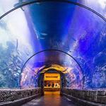 Shark Reef Aquarium at Mandalay Bay