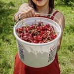 Fruit Acres Farms Cherry U-Pick