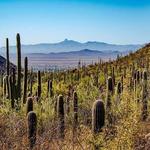 Saguaro National Park