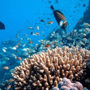 Snorkeling For Two