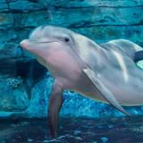Clearwater Marine Aquarium