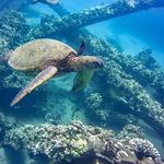 Sea Turtle Snorkeling