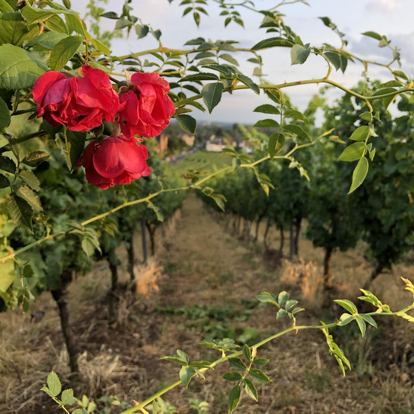 Honeymoon Winery Tour