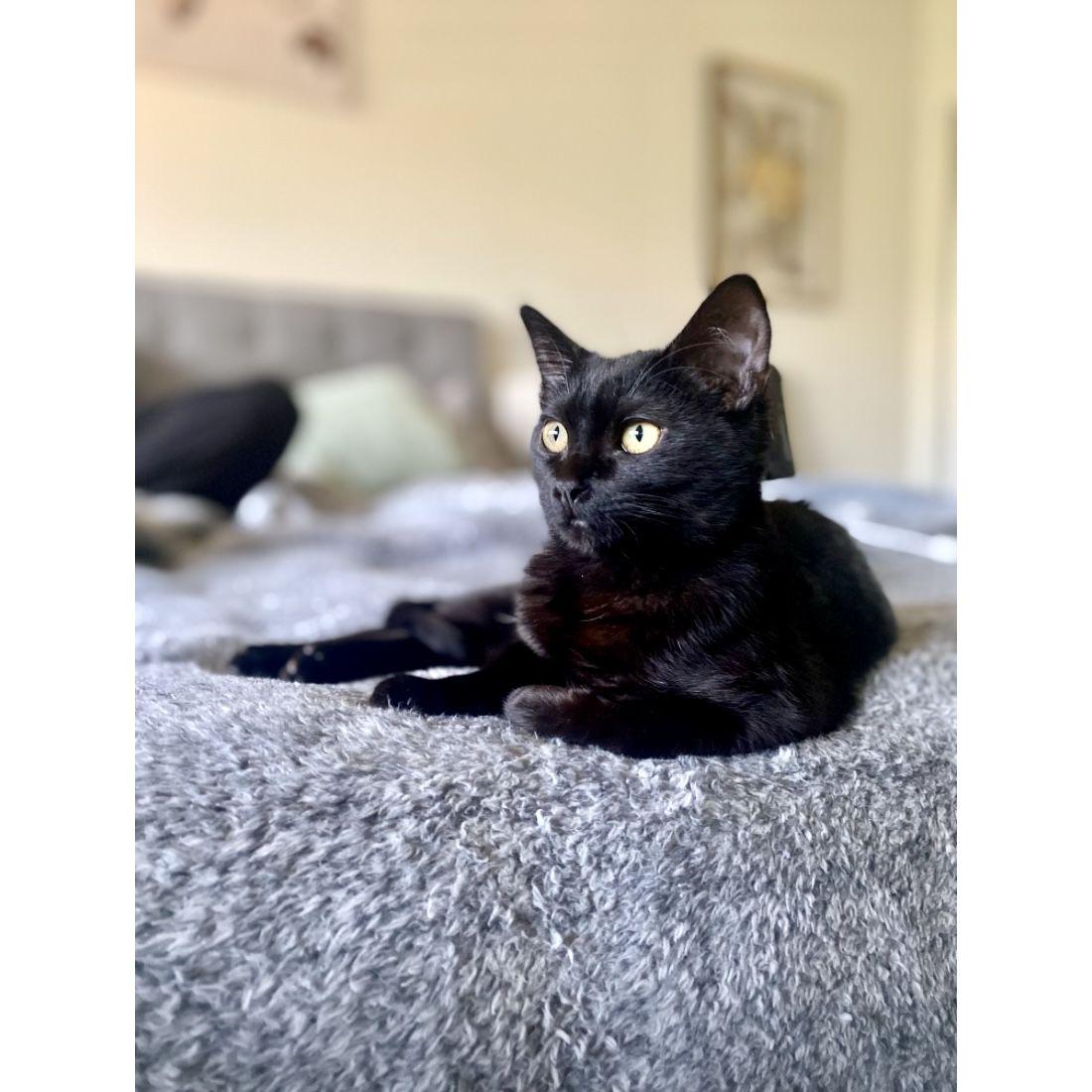 With teamwork and care, we ended up saving Bean's eye!