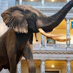 Smithsonian-Natural History