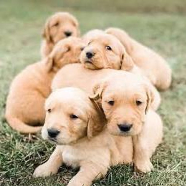 Puppy Fund!!