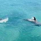 Dolphin Cove Moon Palace Jamaica