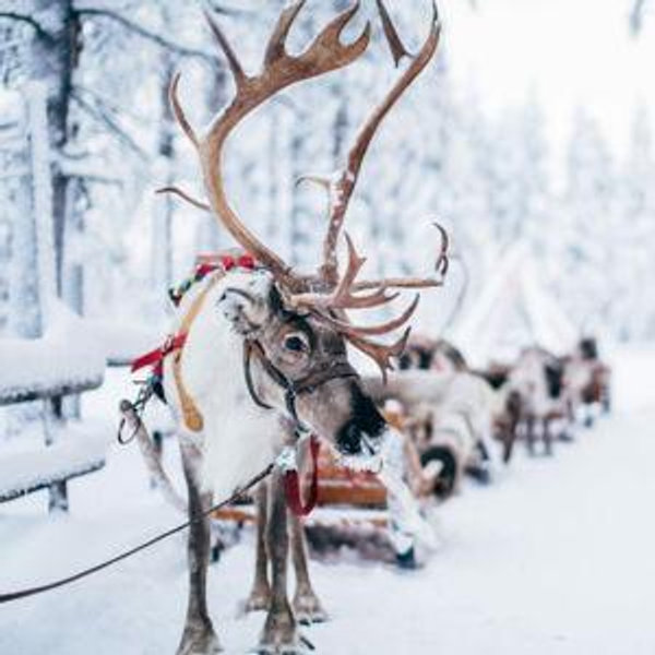 Sleigh Ride in Lapland 🎅🏻