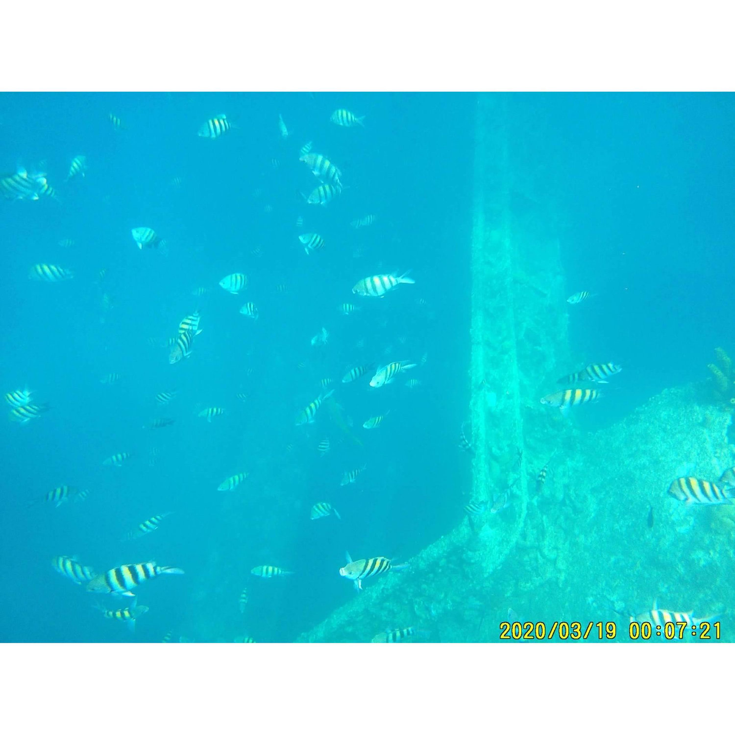 I got some great pictures snorkeling with my waterproof camera