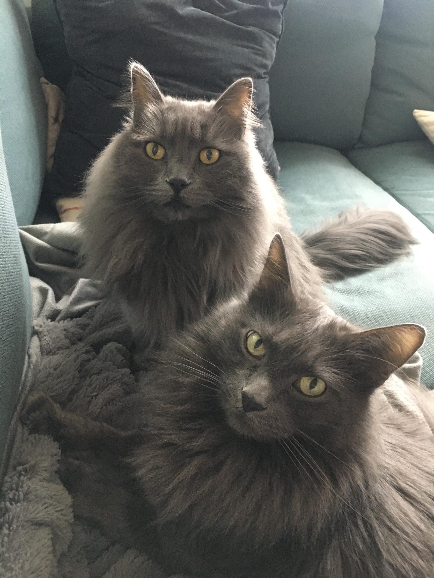 Marcus and Mia cuddling on the couch