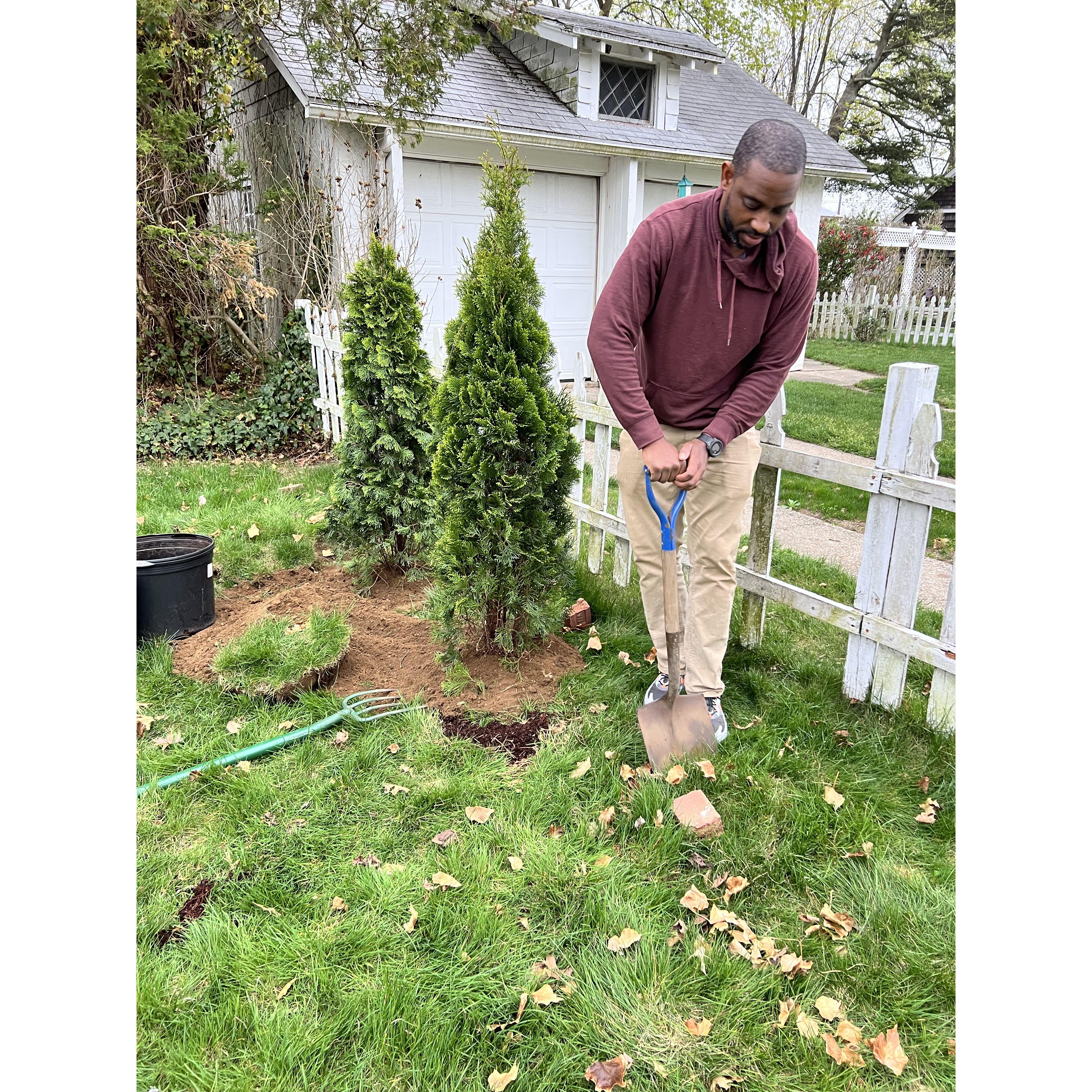 planting our privacy trees