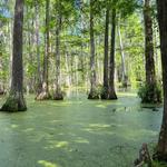 Cypress Gardens
