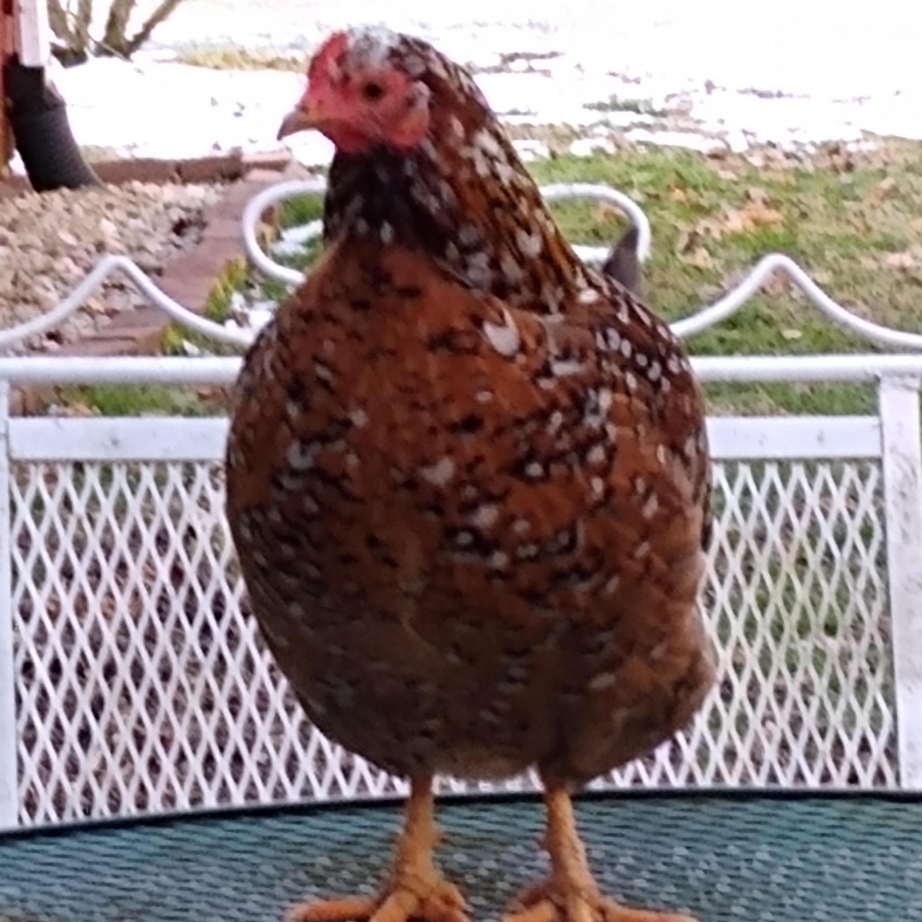 Ducky here lives nearby at Egglantis Resort, one of several.