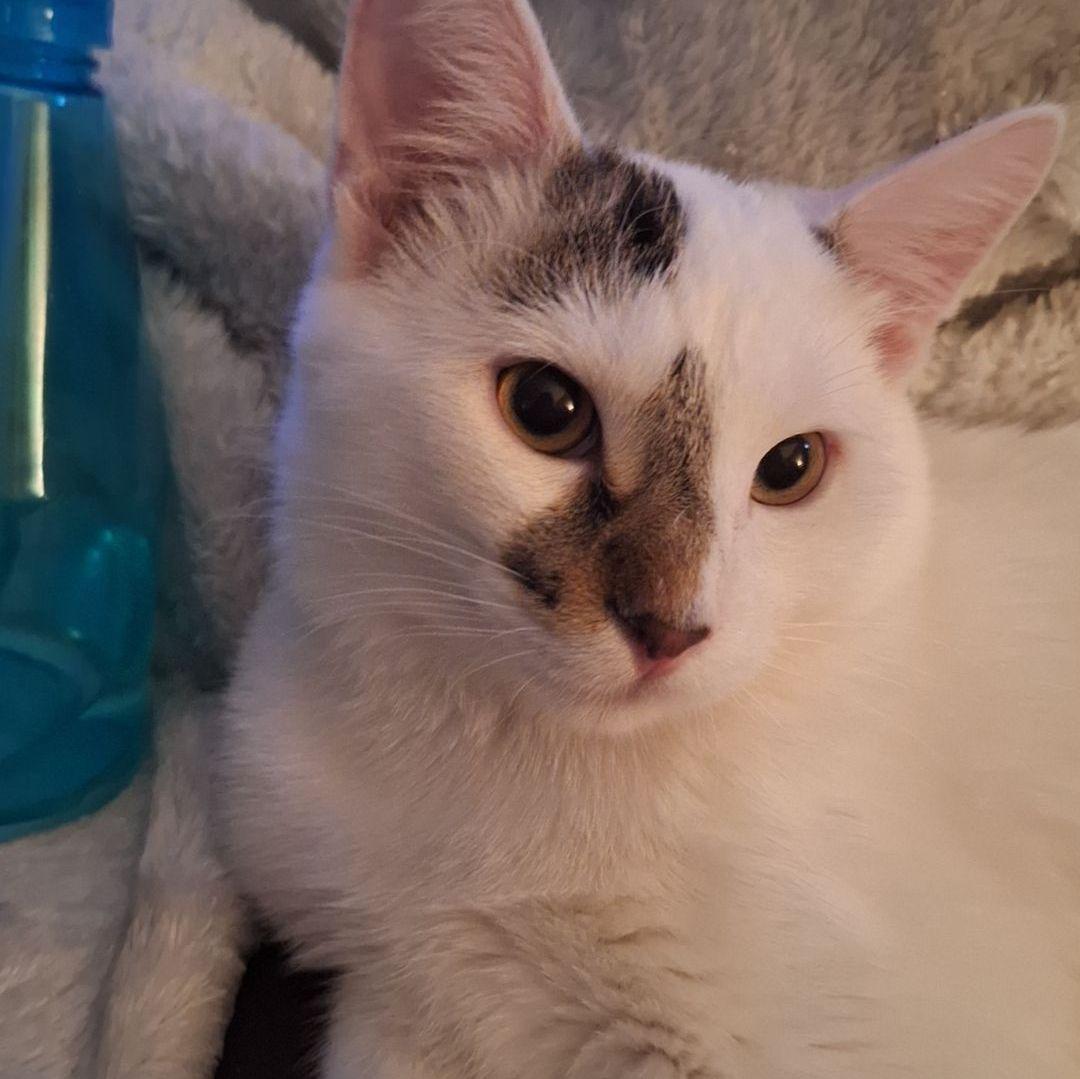 Our middle child, Smudge (m)