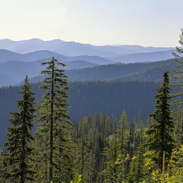 Charity - National Forest Foundation