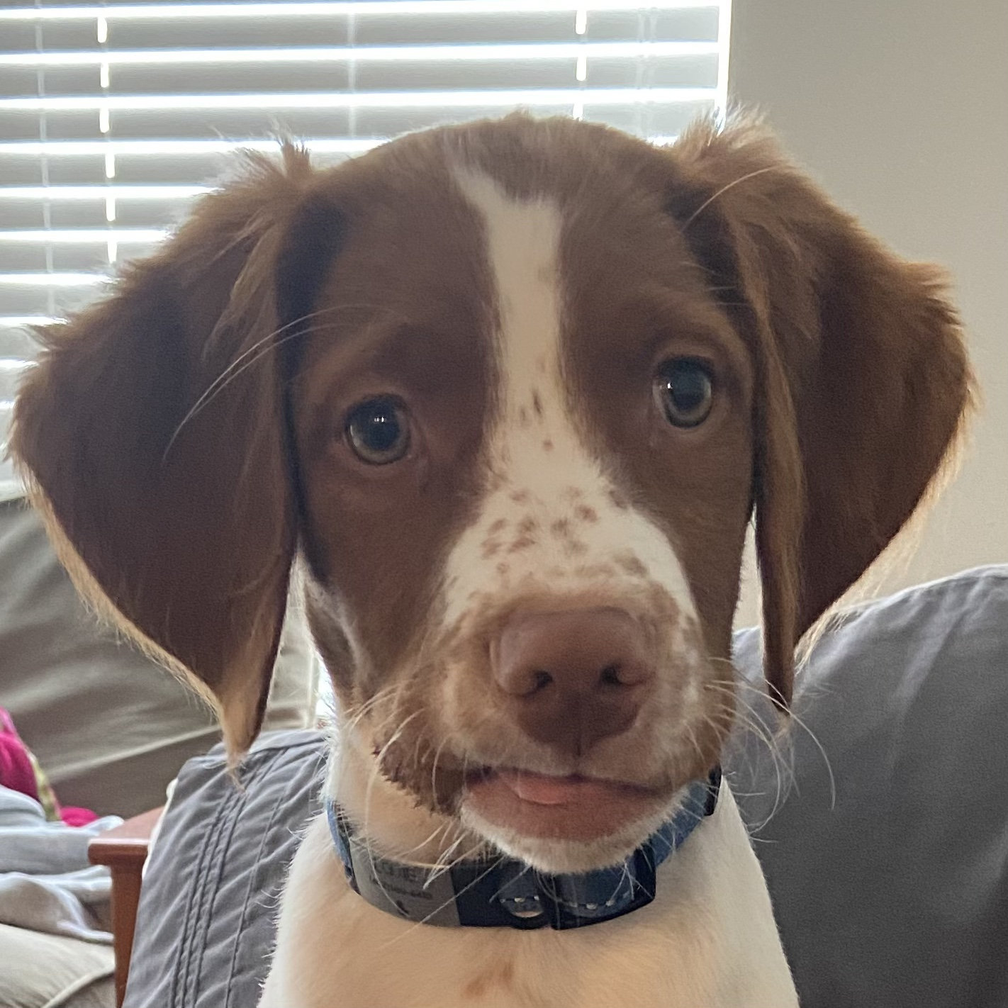 Our puppy Louie lol - brought home 9-25-2021
