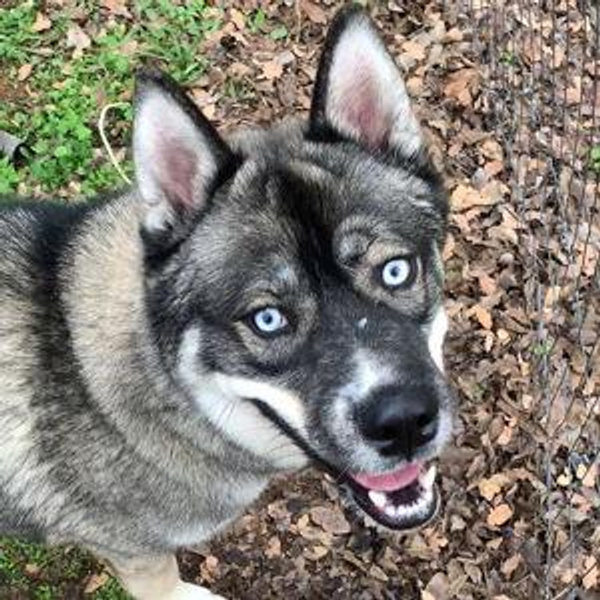Spoil Our Dog! (Titus Approved)