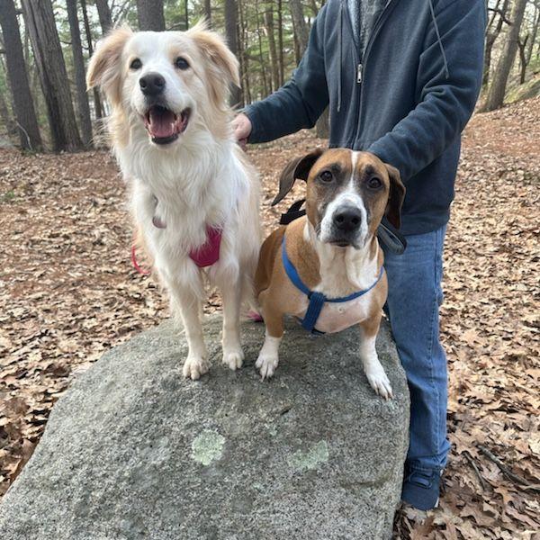 First time walking our dogs together