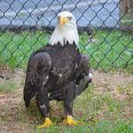 Carolina Raptor Center