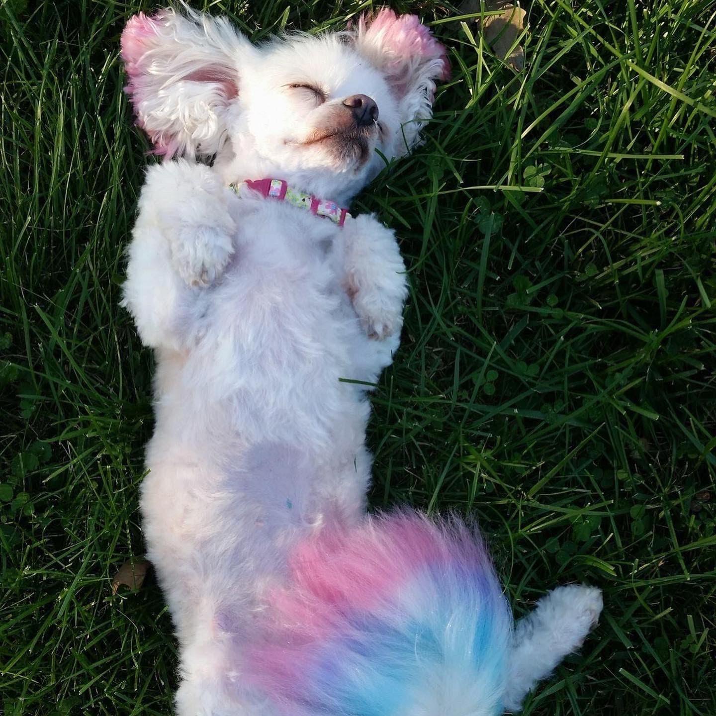 Our beloved, late, Layla. We miss you so much little lady!