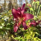 Alaska Botanical Garden
