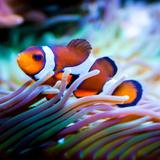Birch Aquarium at Scripps