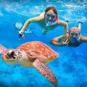 Snorkeling with Giant Turtles